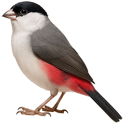 Black-crowned Waxbill